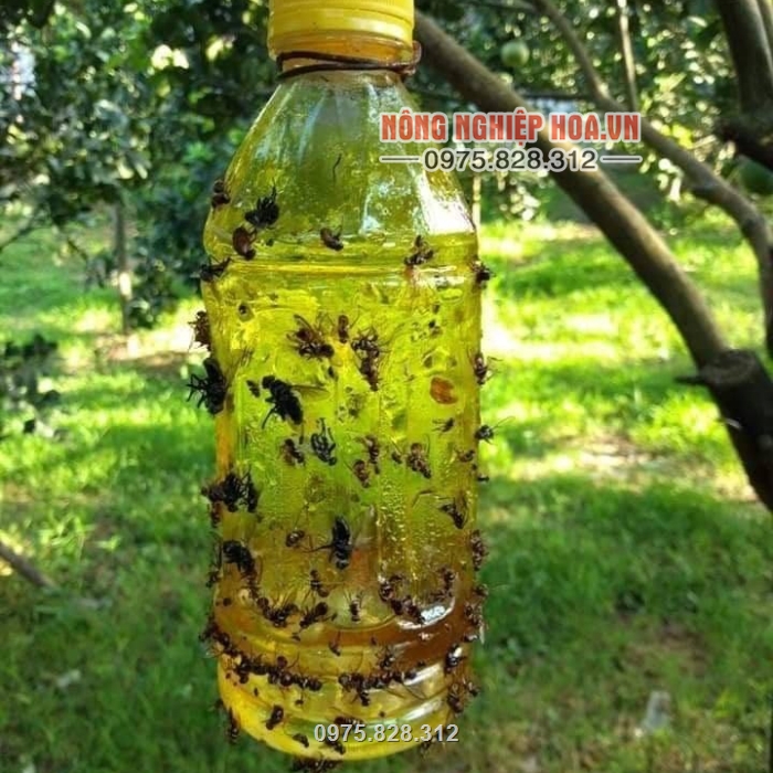 Cách bẫy ruồi vàng đục quả rất đơn giản xịt thuốc lên mặt chai nhựa rồi treo trong vườn