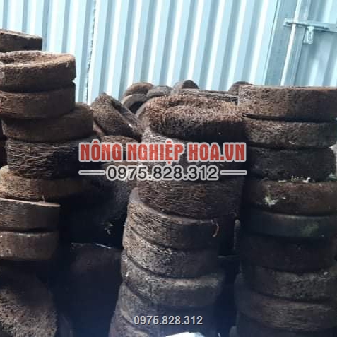 Dớn trồng lan có bán số lượng lớn Dớn trồng lan có bán số lượng lớn