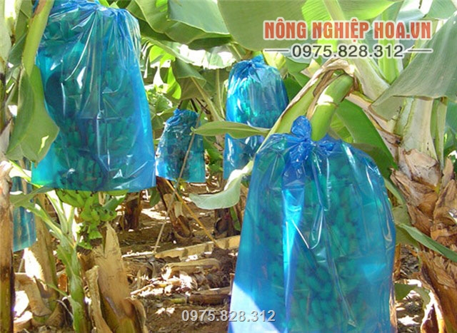Túi được làm bằng chất liệu nilon cao cấp sử dụng đến khi thu hoạch