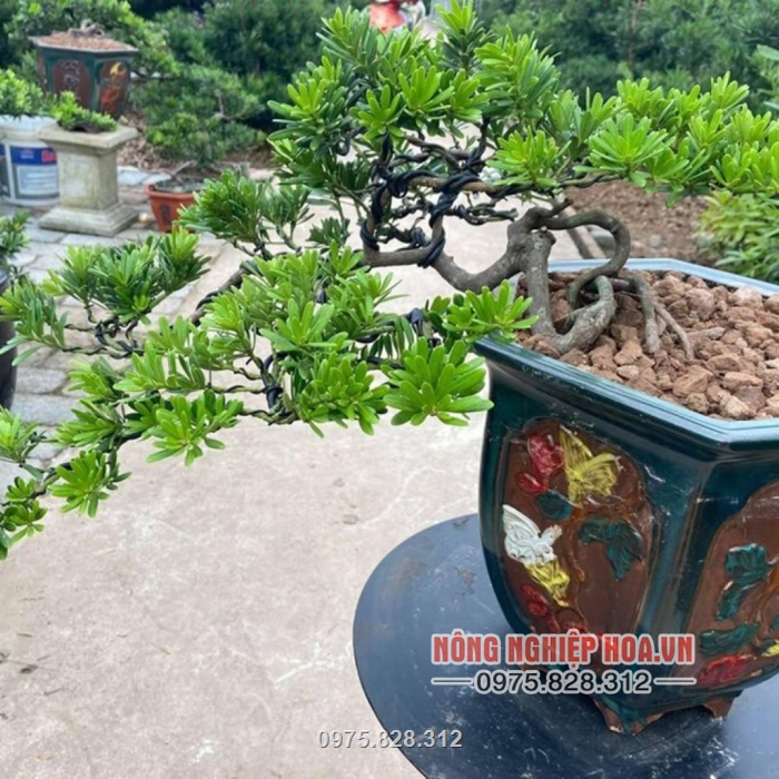Dây được dùng để uốn và tạo dáng cho các loại cây cảnh, cây bonsai
