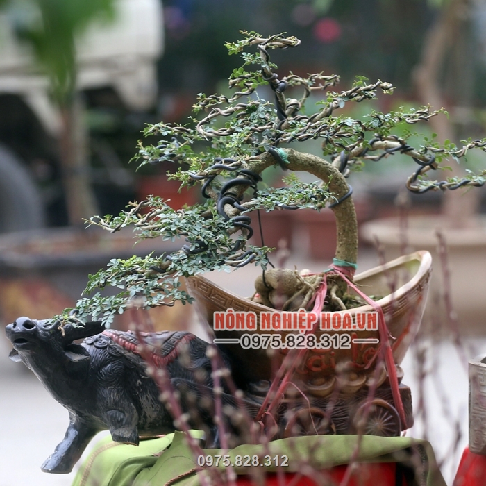 Sản phẩm là lựa chọn hoàn hảo cho nhà vườn chơi cây cảnh, bonsai