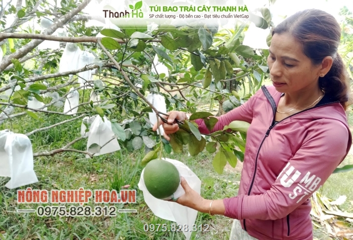 Sản phẩm được dùng trong các vườn bưởi diễn đem lại năng suất cao Sản phẩm được dùng trong các vườn bưởi diễn đem lại năng suất cao