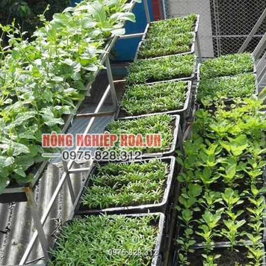 Được sử dụng làm phân bón hữu cơ sạch để trồng rau